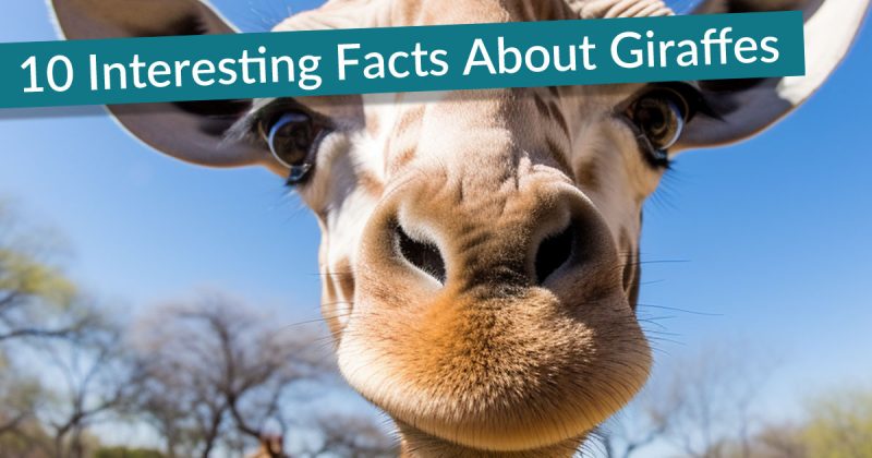 100 Fun Random Facts About Computer Programming